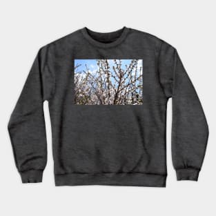 Branches with Tiny Pink Flowers Photograph Crewneck Sweatshirt